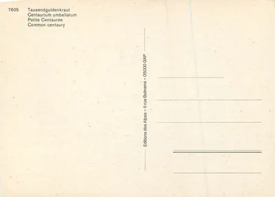 Flores de centauréia rosa — edições Balmens — n°7605 — Verso