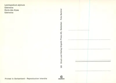 Edelweiss — Leontopodium alpinum — Samedan AG — Verso