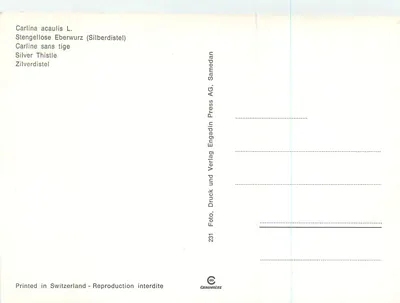 Carlina acaulis L. — Cardo prateado — Engadin Press AG, n°231 — Verso
