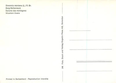 Gele bloemen — Sieversia montana (L.) R. Br. — Reproductie verboden, Samedan AG — Achterkant