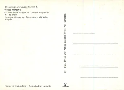 Mlecz — Chrysanthemum Leucanthemum L. — Engadin Press AG — Rewers