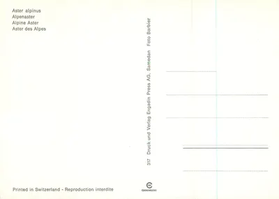 Aster alpinus — Aster alpino — editor Samedan AG, n° 317 — Verso