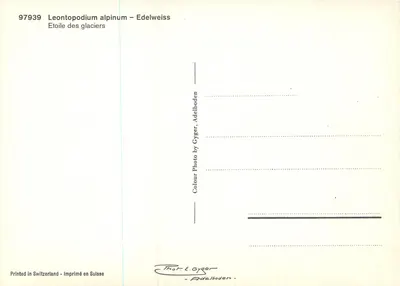 Edelweiss — Leontopodium alpinum — Foto por Gyger, Adelboden — Verso