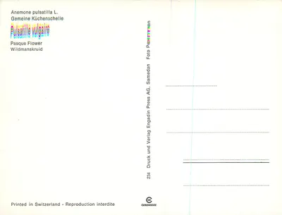 Anêmone pulsatille — flores violetas sob luz plena — ChromoLux, n°234 — Verso