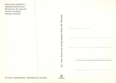 Ranunculus glacialis L. — Gletscher-Hahnenfuss — Chromolux Press AG, n°244 — Verso