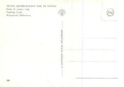 Walka młodych kur — Narodowy Muzeum Archeologiczne w Neapolu — n° 226 — Rewers