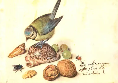 Pássaro azul — natureza morta com conchas, nozes e insetos — editor desconhecido, n°3