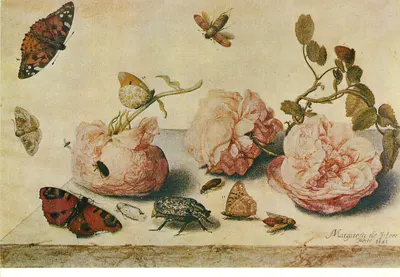Natureza morta com rosas e insetos — Margareta de Fleeer, Paris 1651