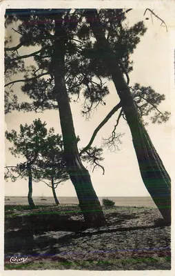 Paisagem de pinheiros ao longo da costa — C. Oïny