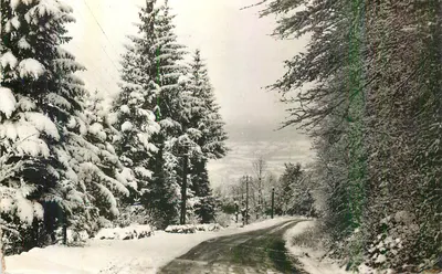 Estrada nevada cercada por pinheiros — vista invernal — editor não identificável