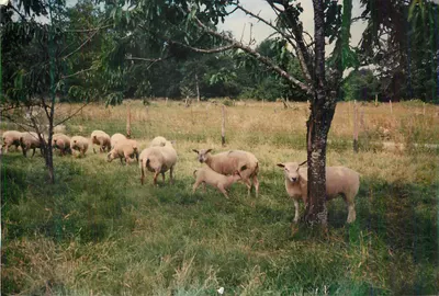 Ovelhas em um campo — edição não identificada