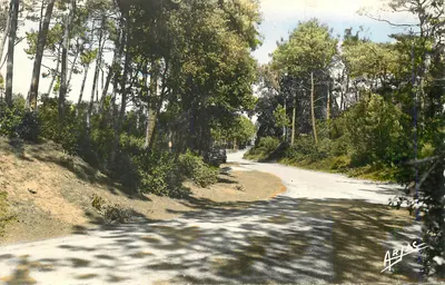 Estrada florestal na floresta — ARIAS