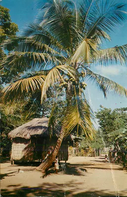 Paysage tropical — cabane en paille sous palmier — éditeur non identifiable