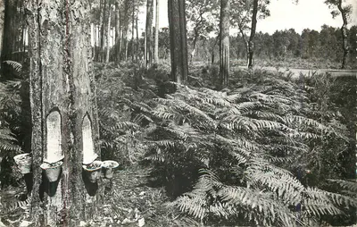 Extração do látex — Floresta de pinheiros — Editor não identificado