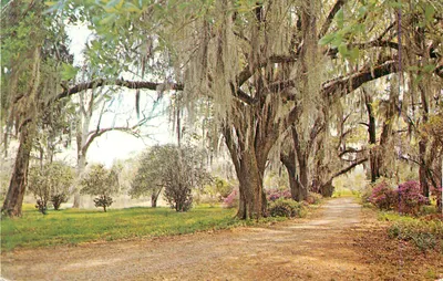 Avenida sombreada sob carvalhos com lianas de musgo — Editor não identificável