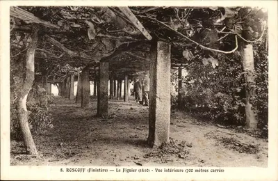 Roscoff (Finistère) — Le Figueier (1610) — Vista interna (700 metros quadrados)