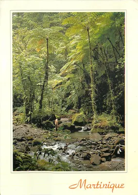 Floresta tropical — Martinique — editor não visível