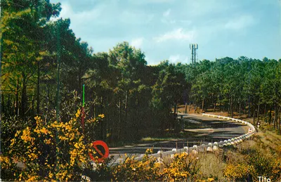 Estrada sinuosa em uma floresta de pinheiros — Tito