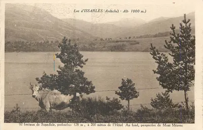 Lago d'Issarlès (Ardèche) — Alt. 1000 m. — Vista com vaca e pinheiros