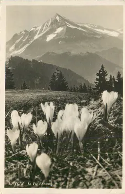 Leysin. O Pic Chaussy — vista de crocus em flor diante de um cume nevado