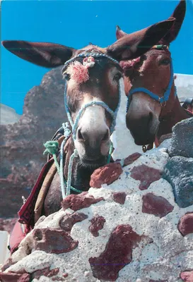 Dois jumentos — Santorini — editor não visível