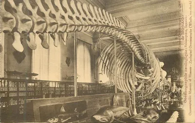 Esqueleto de baleia — Museu Oceanográfico de Mônaco