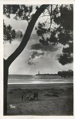 Praia de Tito — vista de uma pinheira — Tito