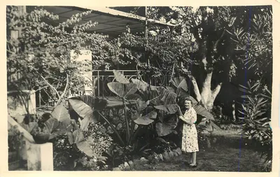 Mulher em um jardim tropical — editor não identificável