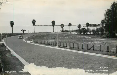 Vue panoramique — route côtière bordée de palmiers — éditeur F-135