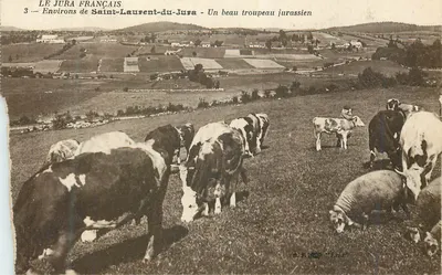 Saint-Laurent-du-Jura — Um belo rebanho jurassiano — B. F. « Lus »