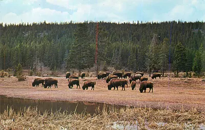 Bisão em um paisagem florestal — Parque Nacional Yellowstone — editor não visível