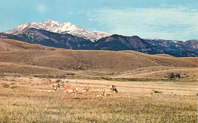 Pronghorns em um paisagem montanhosa — Estados Unidos — editor não visível