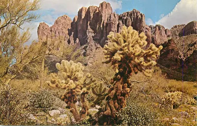 Cacto cholla em flor — paisagem desértica com falésias rochosas — editor não identificado