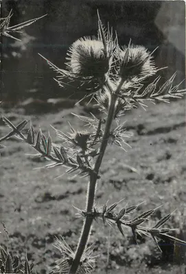 Planta com espinhas — thèque — editor não visível