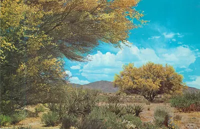 Cena desértica com acácias em flor — Arizona, Estados Unidos