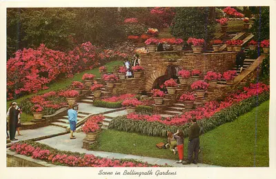Cena nos jardins de Bellingrath — vista em terraços com flores rosas — editor não visível