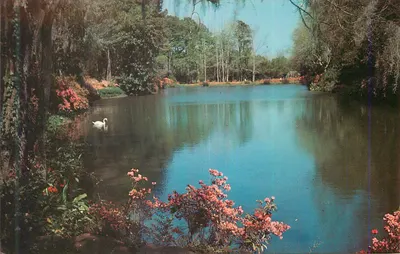 Lago cercado de flores e ciprestes — cena natural — editor não identificável