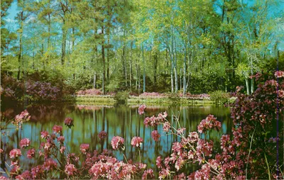 Paisagem de floresta com lago e azaleias em flor — editor não identificável