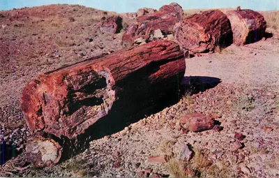 Pétroglyphos de madeira fóssil — Arizona — editor não visível