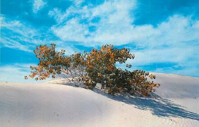 Árvore solitária sobre dunas de areia branca — Editor não identificado