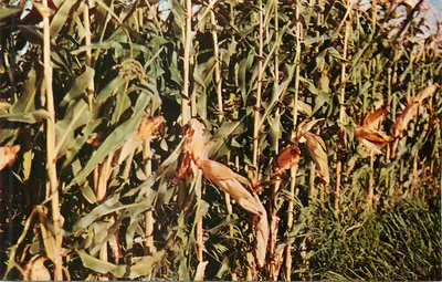 Campo de milho — espigas maduras e folhas parcialmente secas