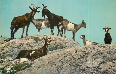 Cabras sobre rochedos — Editor: Cady, número de série ilegível