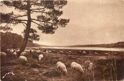 Bilhete postal antigo Hossegor perto de Capbreton Paturages na beira do lago Moutons
