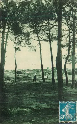Vista de aldeia através dos pinheiros — editor não visível