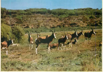 Antilhas de areia — parque nacional da Namíbia — edições da postagem