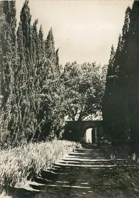 Allée de cyprès menant à un portail — vue de jardin — éditeur non identifié
