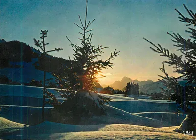 Paisagem invernal em montanha — pôr do sol atrás de um pinheiro — editor IRIS