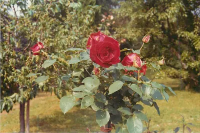 Rosas em flor — jardim — sem editor nem número
