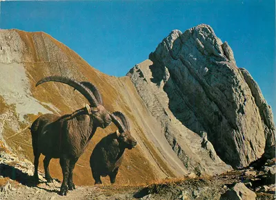 Gigantes das Alpes — dois bighorn em montanha — editor não visível