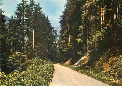 Estrada florestal na montanha — editor não visível